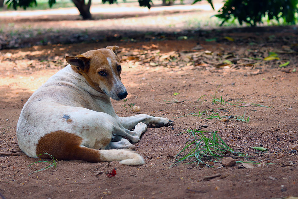 Humane Animal Society | Animals | Kalyani